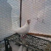 کبوتر ماهرو نر