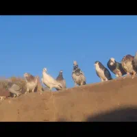 کفتر پرشی|پرنده|نیشابور, حقیه|دیوار