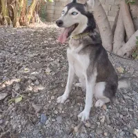 هاسکی ماده|سگ|کهنوج, |دیوار