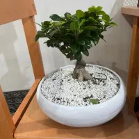 گیاه بونسای