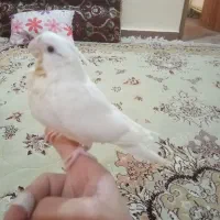 جوجه عروس هلندی سرلاکی لوتینو و البینو|پرنده|مسجد سلیمان, |دیوار