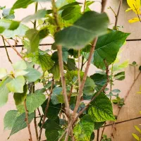 گل رزدوساله، گل یاس، گل کاغذی ، نهال صنوبر|گل و گیاه طبیعی|ایلام, |دیوار