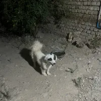 سگ خوشگل باادب خونگی ماده هستش