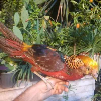 جوجه و بالغ طاووس بلژیکی و آمریکایی زینتی|پرنده|تهران, اباذر|دیوار