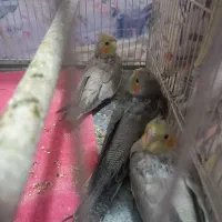 جوجه عروس هلندی