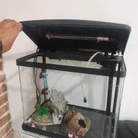 اکواریوم|ماهی|چهاردانگه (تهران), |دیوار