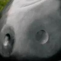 اموزش هنگدرام از پایه با مدرس خانم به صورت خصوصی