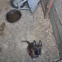 فروش سگ مالینویز