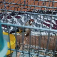 جوجه سهره نر|پرنده|کوهدشت, |دیوار