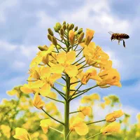 خدمات انسانی