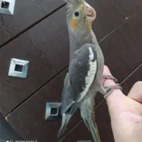 فروش عروس هلندی|پرنده|آستانه اشرفیه, |دیوار