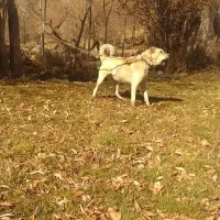 سگ سرابی نگهبان