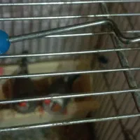 فنج نر و ماده