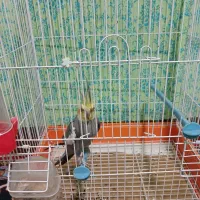 اسباب بازی، عروس هلندی|پرنده|مهران (ایلام), |دیوار