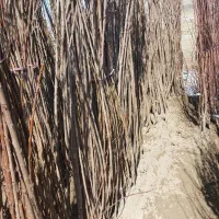 مجموعه عراعع کلیه نهال خوشه ای