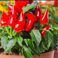 فلفل عنابی تند وخوش طعم پاکستانی