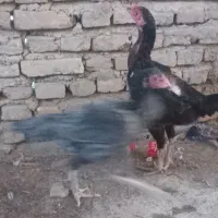 مرغ لاری همه باهم ۱۸۰۰|حیوانات مزرعه|گنبد کاووس, |دیوار
