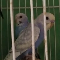 مرغ عشق معاوضه