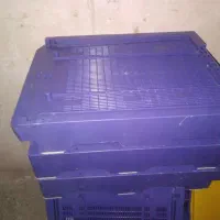 کفی کندو تسوجی