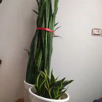 تعدادی گل ب فروش میرسد|گل و گیاه طبیعی|رودسر, |دیوار