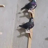 کفتر شهری گلدار