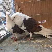 کبوتر کفتر ۹ جفت عالی