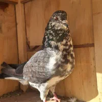 ۶ عدد کفتر عالی|پرنده|بومهن, |دیوار