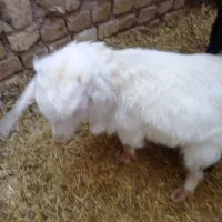 بزغاله نر|حیوانات مزرعه|اسفرورین, |دیوار