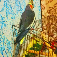 جفت عروس هلندی سخنگو