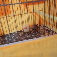 فنچ نر ماده مولد|پرنده|مسجد سلیمان, |دیوار