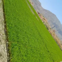 زمین کشاورزی بشرط آب