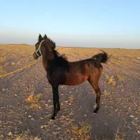 اسب