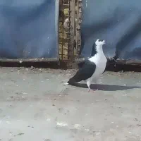 کبوتر نر زینتی