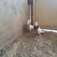 طوقی|پرنده|شراء, |دیوار