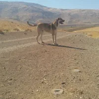 گم شده|حیوانات|کرمانشاه, |دیوار