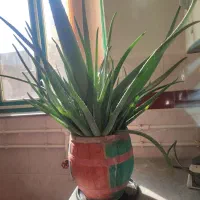 گل طبیعی آلوئه ورا