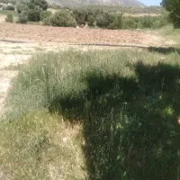 زمین زراعی 1000متر