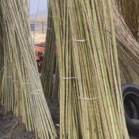 صنوبر تبریزی اصلاح شده در کرمانشاه