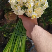 روز مادر توزیع گل نرگس و رز مناسب|گل و گیاه طبیعی|بیرجند, |دیوار