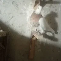 ماده‌ بهبهونی