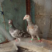 کبوتر پلاکی سرور (باشت)
