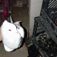 6کببوتر یا معامله|پرنده|دالاهو, |دیوار