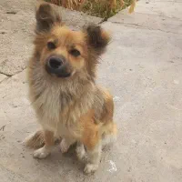 میکس پامر روباهی