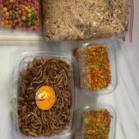 قفس پرنده|لوازم جانبی حیوانات|هشتگرد, شهرک بعثت|دیوار