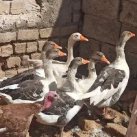 غاز|حیوانات مزرعه|جعفرآباد, |دیوار