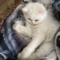 گربه پرشین دوساله