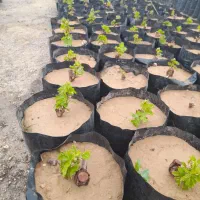 نهال گلدانی انگور