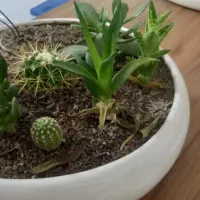 گلدان رومیزی دو عدد|گل و گیاه طبیعی|مشهد, شهرک امام هادی (شهرک غرب)|دیوار