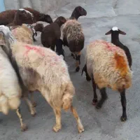 گوسفند جوون