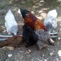 تخم مرغ برهماوخروس برهما هیکلی